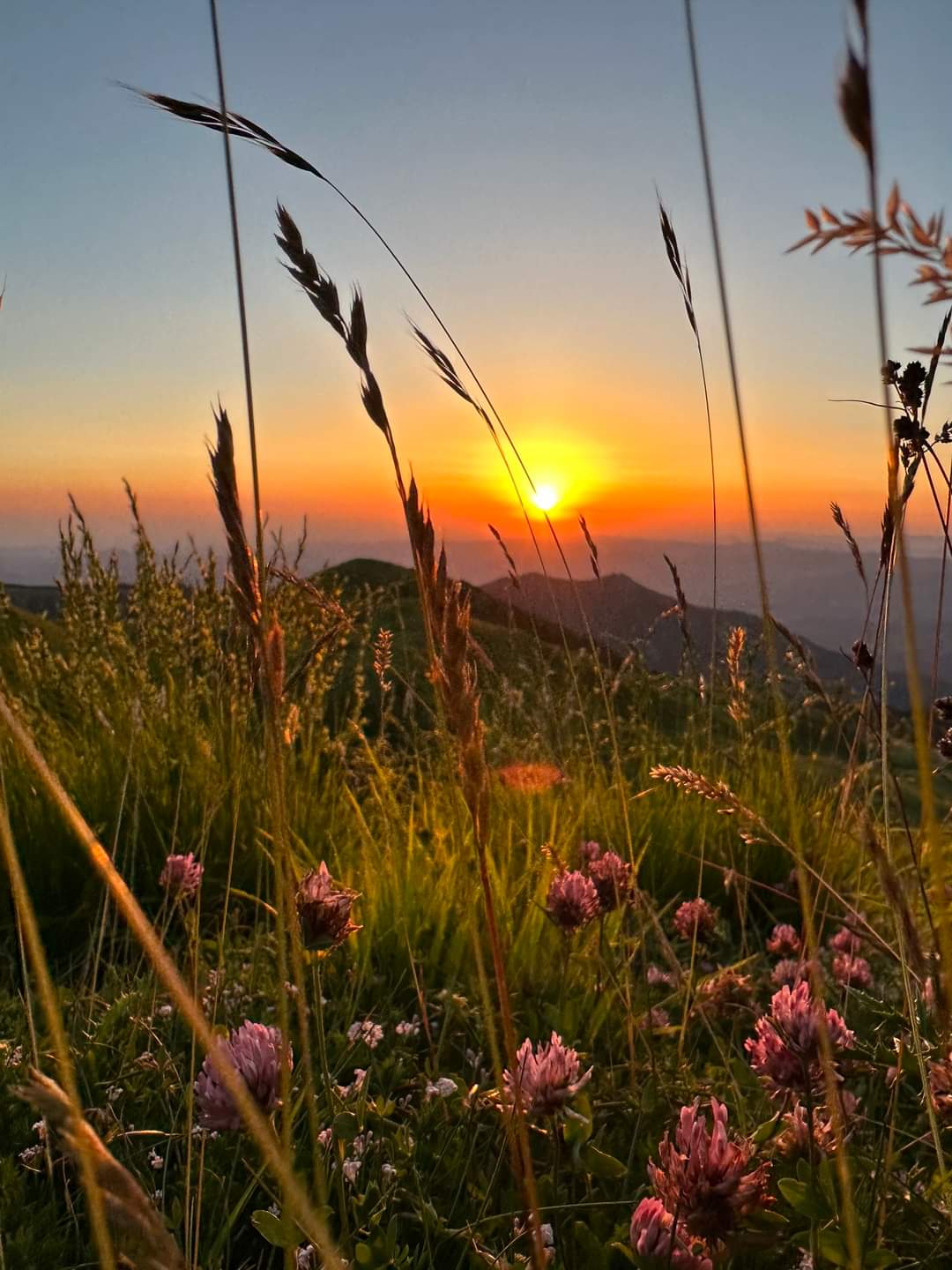 Alba sulle colline tra fiori di campo – counseling orientativo, verso una nuova direzione